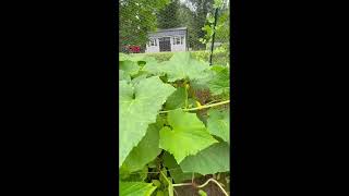 SUMMER GARDEN KENTUCKY#shorts