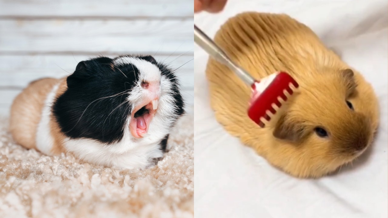 Смешные видео с морскими свинками. Попробуй не засмеяться.