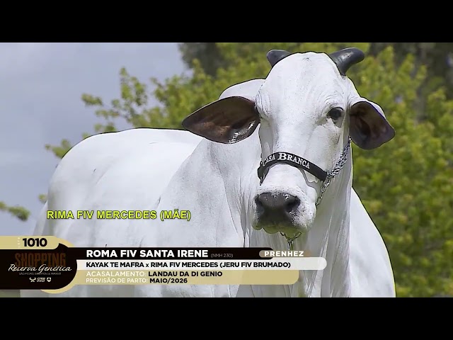 LOTE 1010   ROMA FIV SANTA IRENE   NMH 230 zap