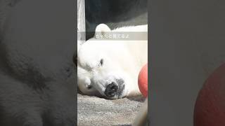 【ホッキョクグマ】繁殖期のオスはなかなか凄い!#polarbear #shorts #ホクト #ピリカ