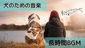 犬の音楽は非常に活発子犬を落ち着かせるために Youtube