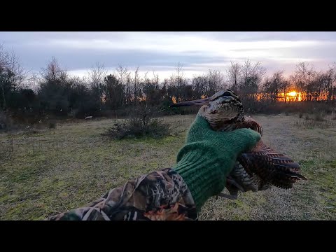 ნადირობა ტყის ქათამზე სახლთან ახლოს დილის და საღამოს გასვლები 2023 თებერვალი. Woodcock hunting 2023.