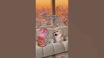CAT MEMES 🐱It