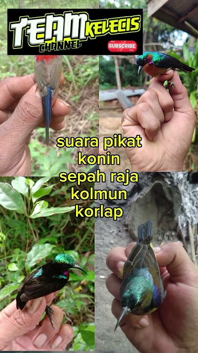 Suara pikat semua jenis burung kolibri #sogon #konin #korlap #sepahraja