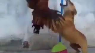 Cock vs Dog fight