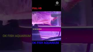 25 billion review Arowana fish big aquarium homemade