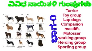 Different dog breed groups explanation in Kannada | Terrier | toy group, lapdog, companion, mastiff.