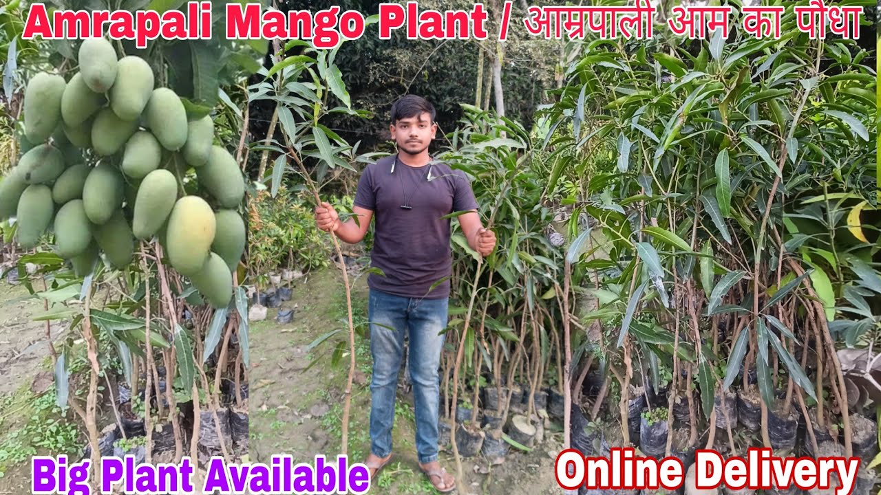 Amrapali Mango Plant आम्रपाली आम का पौधा / Contact - 7318995023 - YouTube