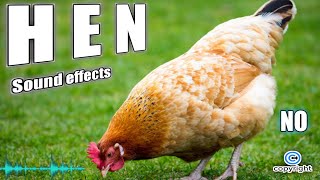Chicken noises, hen noises, hen sound effect no copyright