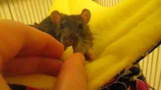 Rats Eating Apples