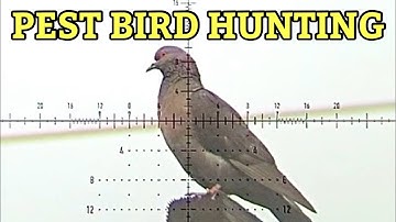 Pigeon Hunting with FX Leopard .22 | PCP Air Rifle & Element Optics Scope and Impulse Air Moderator