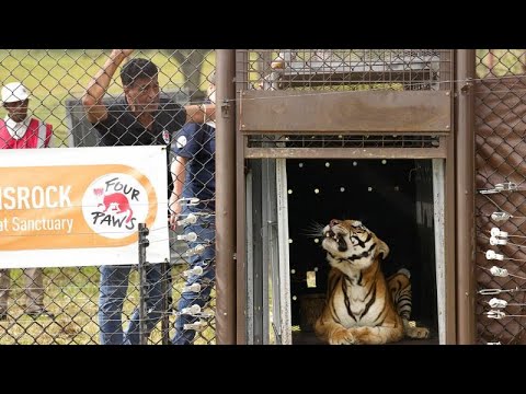 Los tigres de Bengala abandonados por un circo en Argentina son finalmente liberados en Sudáfrica