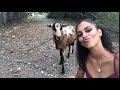 Goat headbutts girl trying to take selfie with it  1061714