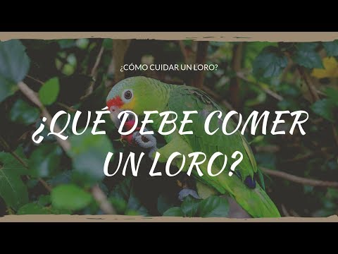 Como cuidar un LORO | ¿QUÉ DEBE COMER UN LORO?