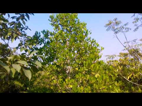 সুন্দরী গাছ 8250282181