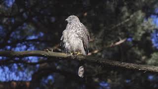 Тетеревятник (молодая самка) - Accipiter gentilis - Eurasian goshawk (juvenile female)