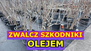 Zwalcz Olejem Szkodniki Drzew Owocowych, Krzewów, Roślin Ozdobnych. Dobry Środek Na Szkodniki.