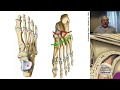 L8 | Pie | Profesor Eduardo A. Pró | Anatomía 2 | FMed UBA