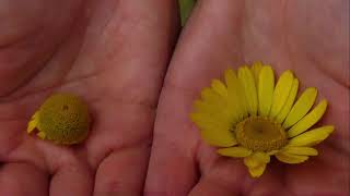 Deisa Centazzo fa i colori naturali