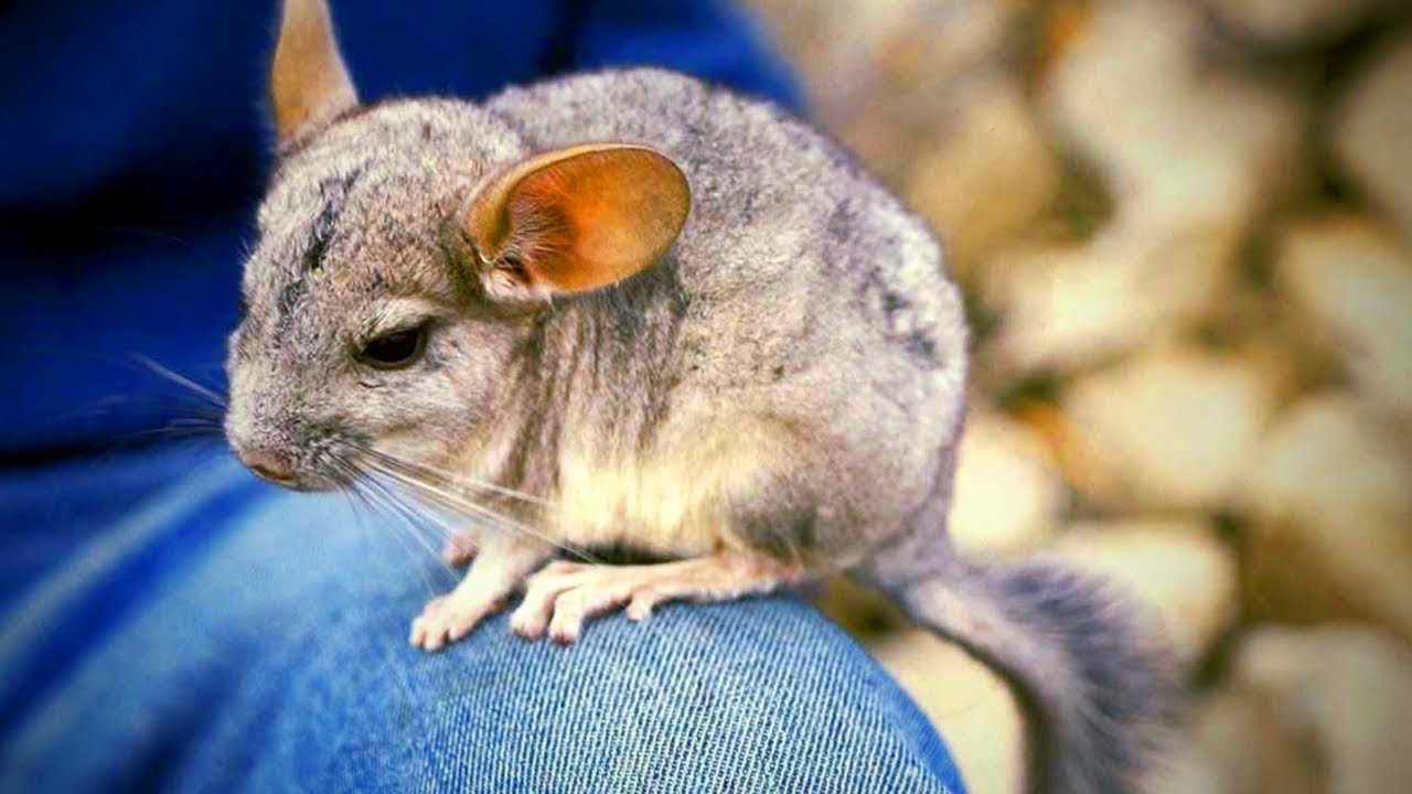 funny chinchilla