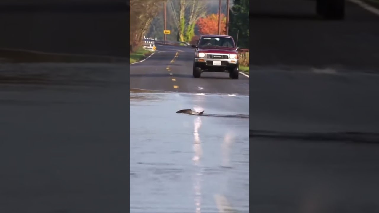 Salmon S Brave Journey Across The Street Shorts Animals Wildlife Fyp