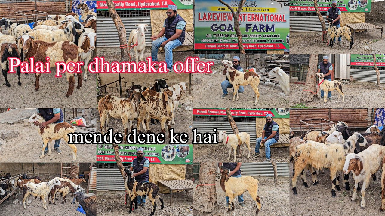 Guntur macherla breeds sheeps | lakeview International goat farm | palai farm 