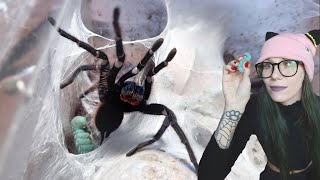 She BIT MY TONGS!!  A Teachable Moment!.. FEEDING my TARANTULAS Gummy Worms! by tarantula kat 28,629 views 2 months ago 12 minutes, 24 seconds