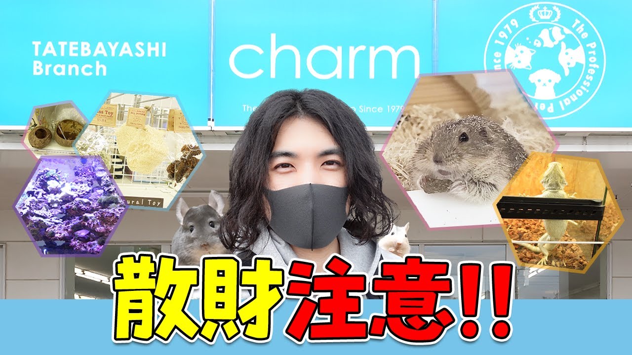 Vlog 小動物飼いさんにもおすすめ チャーム 館林店の品揃えがとにかく凄かった