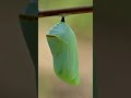 Meet Luna: Learn Butterfly Life Cycle &amp; Conservation