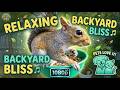 Squirrel in our birdfeeder up close footage #cattv #nature #cute #relaxingmusic