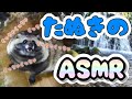 こんなご時世、たぬきの咀嚼音でも聞いてみる?(Healed by Tanuki's eating sounds.)