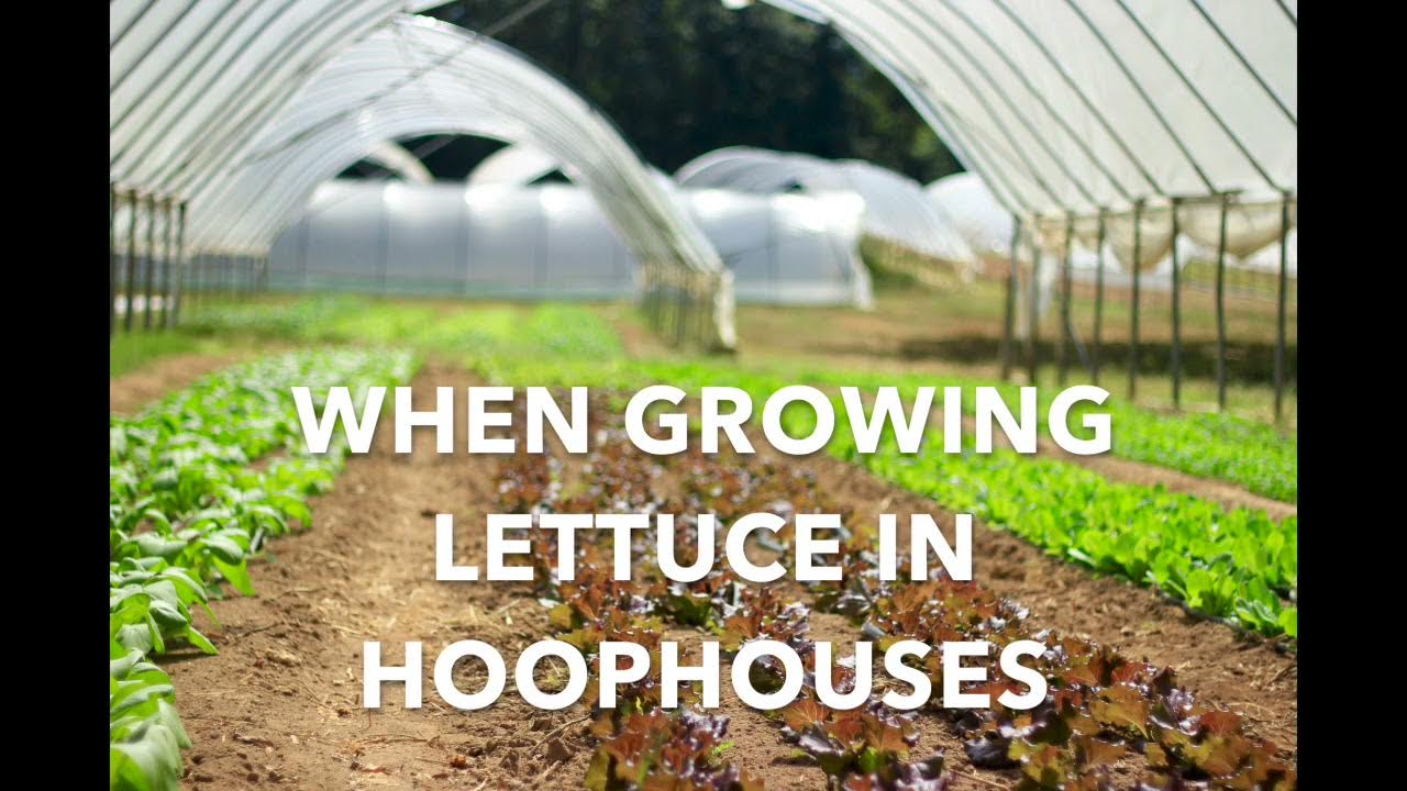 High Tunnel Lettuce Production YouTube