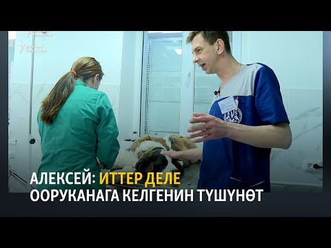 Video: Мышыктарда кутурма оорусун дарылоо