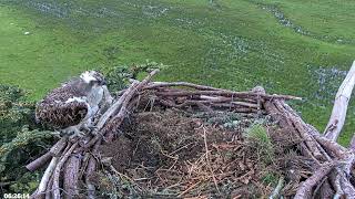 Bywyd Gwyllt Glaslyn Wildlife - Ffrwd Byw / Live Stream 1 - Glaslyn