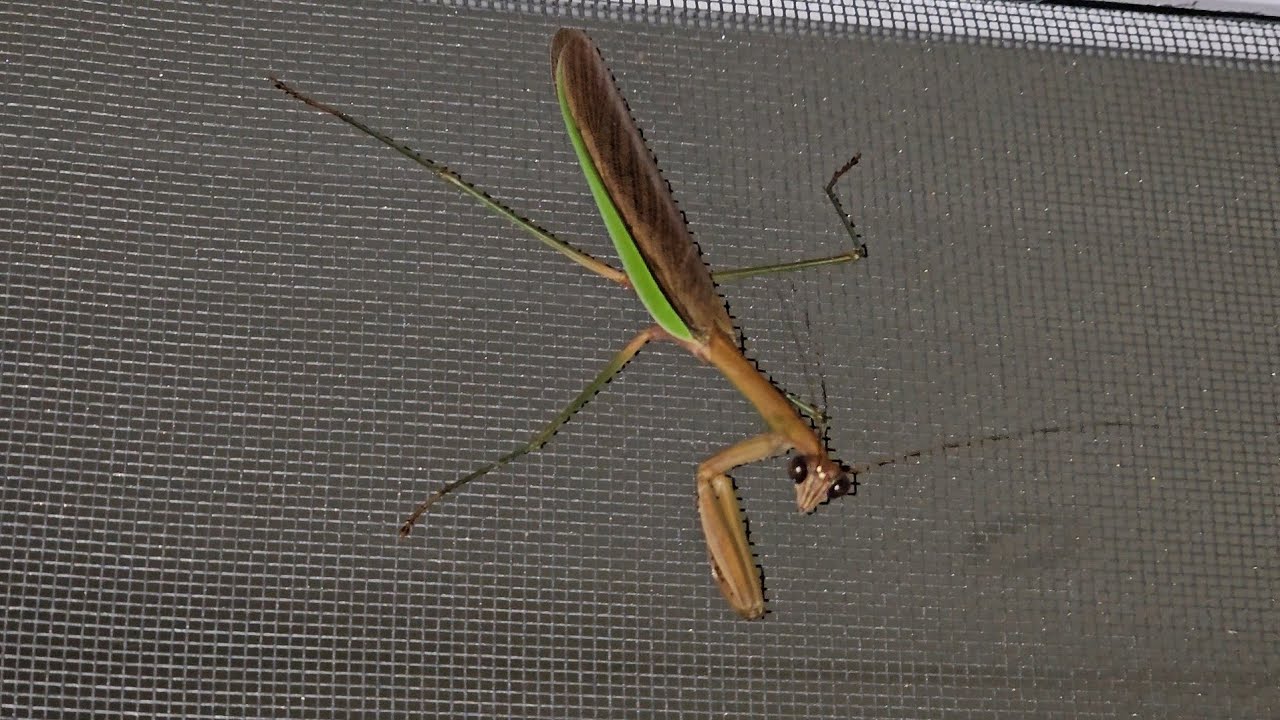 Mantis Big Bug, Late Night Moon Views and Bass Fishing – Grants Adventure Episode 958