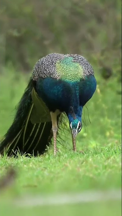 pesona burung merak