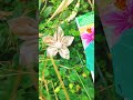 Meine Kanzashi Blüten Erinnerung an Sommer Näh Tage.