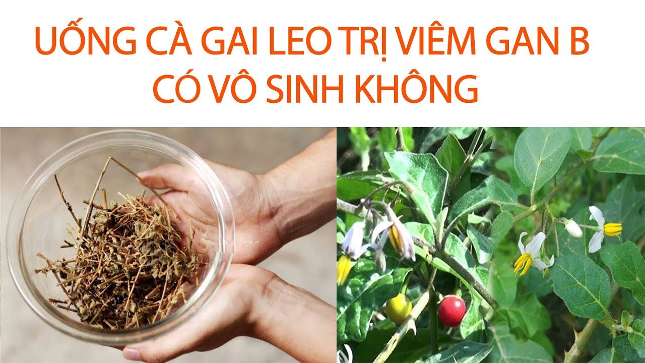 UỐNG CÀ GAI LEO TRỊ VIÊM GAN B CÓ VÔ SINH KHÔNG - YouTube