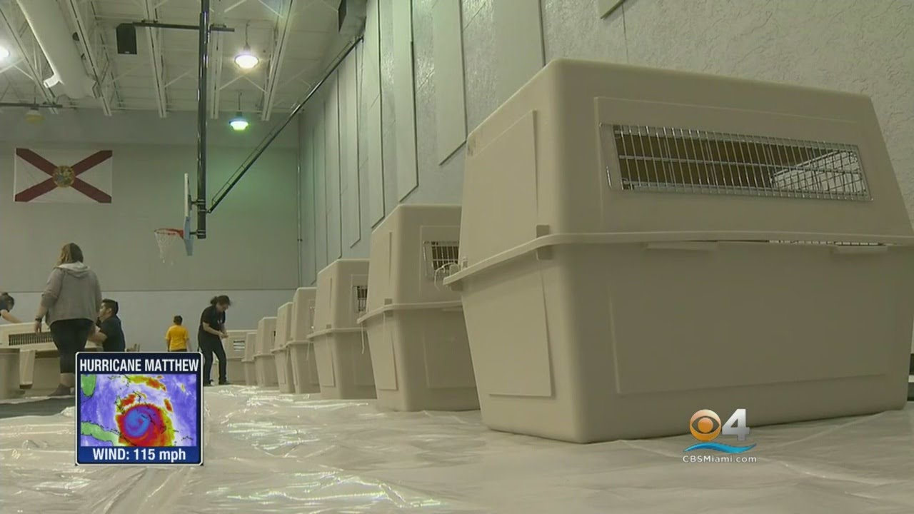 Pet Shelter Up & Running In Tamarac Well Before Hurricane Matthew YouTube