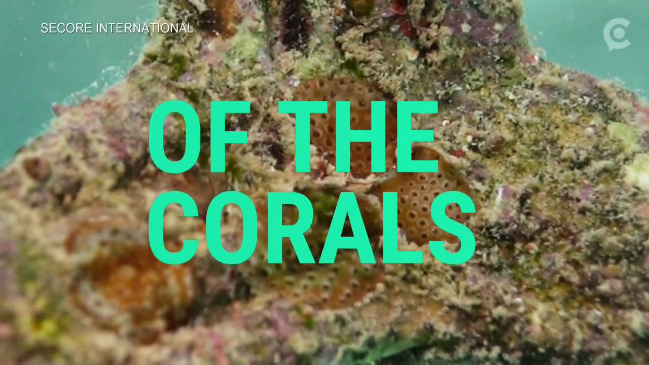 Seeds help farmers fill fields with crops  Can a similar sowing technique work for coral reefs