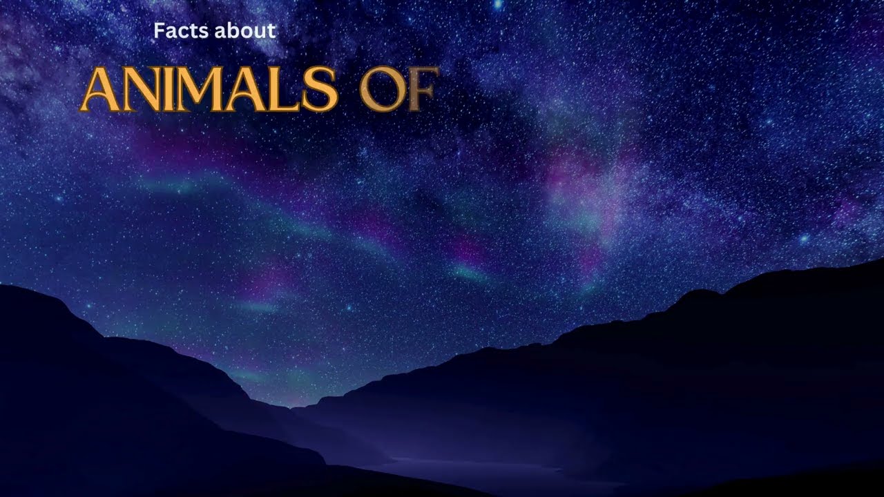 Christmas Animal Fact 68   Mules in Spanish Los Reyes processions