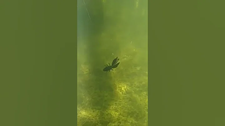 underwater lure bite8❤️🎣xilihala underwater fishing camera recording fish's bite🐟📷