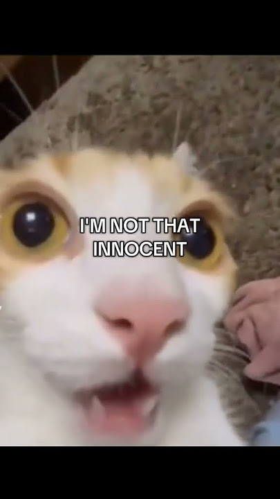 I'M NOT THAT INNOCENT TIKITA TIKITA #cat #yosoydelos7mil #edit #ㅇyㅇ #funny #elpersonajedelasemana