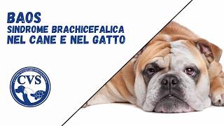 BAOS - La Sindrome Brachicefalica nel #cane e nel #gatto. Sintomi, Diagnosi, Trattamento, Chirurgia