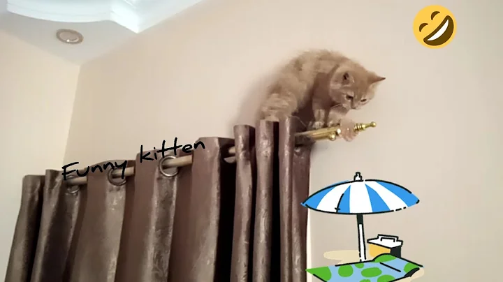 Watch the video about Funny cute cat video || funny kitten Meow Golden Kittens | golden kitten | baby cats | golden cats