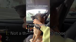 #dogs #recomendations #funny