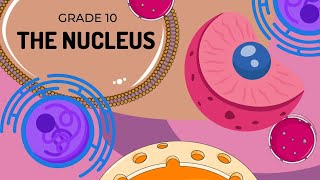 THE NUCLEUS | Cell organelles made EASY