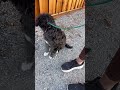 Leash Training With Anxious Inaaya #anxiousdog