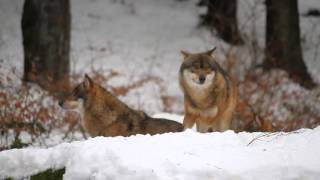 20150109 33 Germany Neuschonau Nationalpark Bayerischer Wald 002