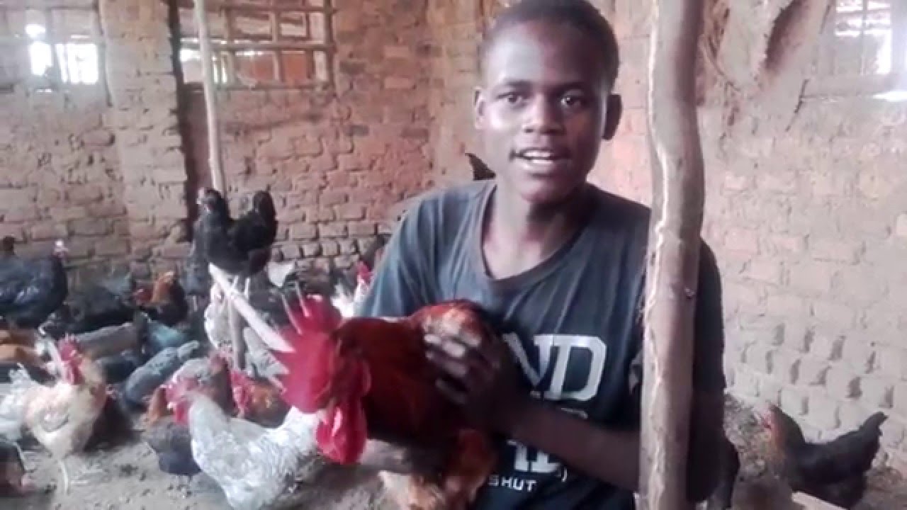 Poultry Farming in Uganda Kuroiler Chicken Enkoko Kuku Kazi Ni Kazi